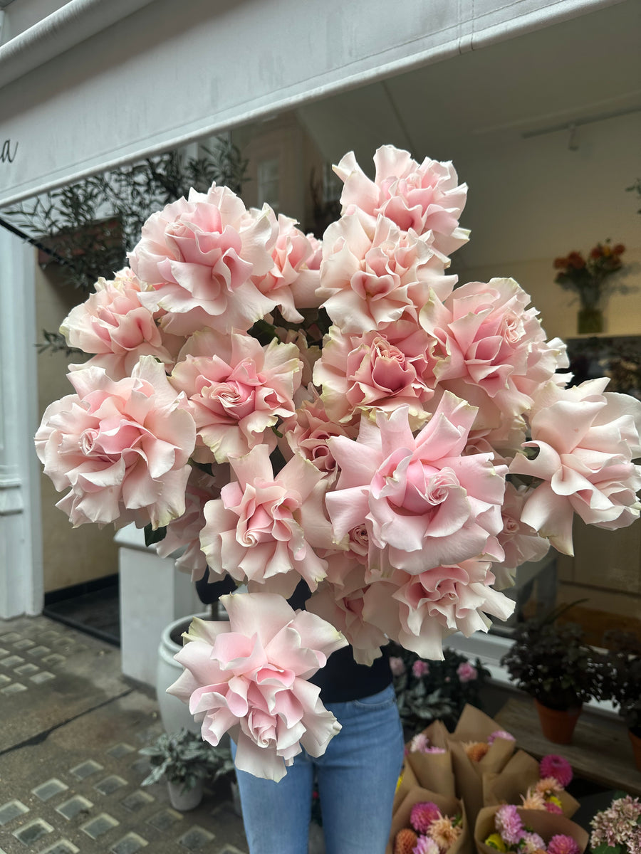 Pale Pink Roses